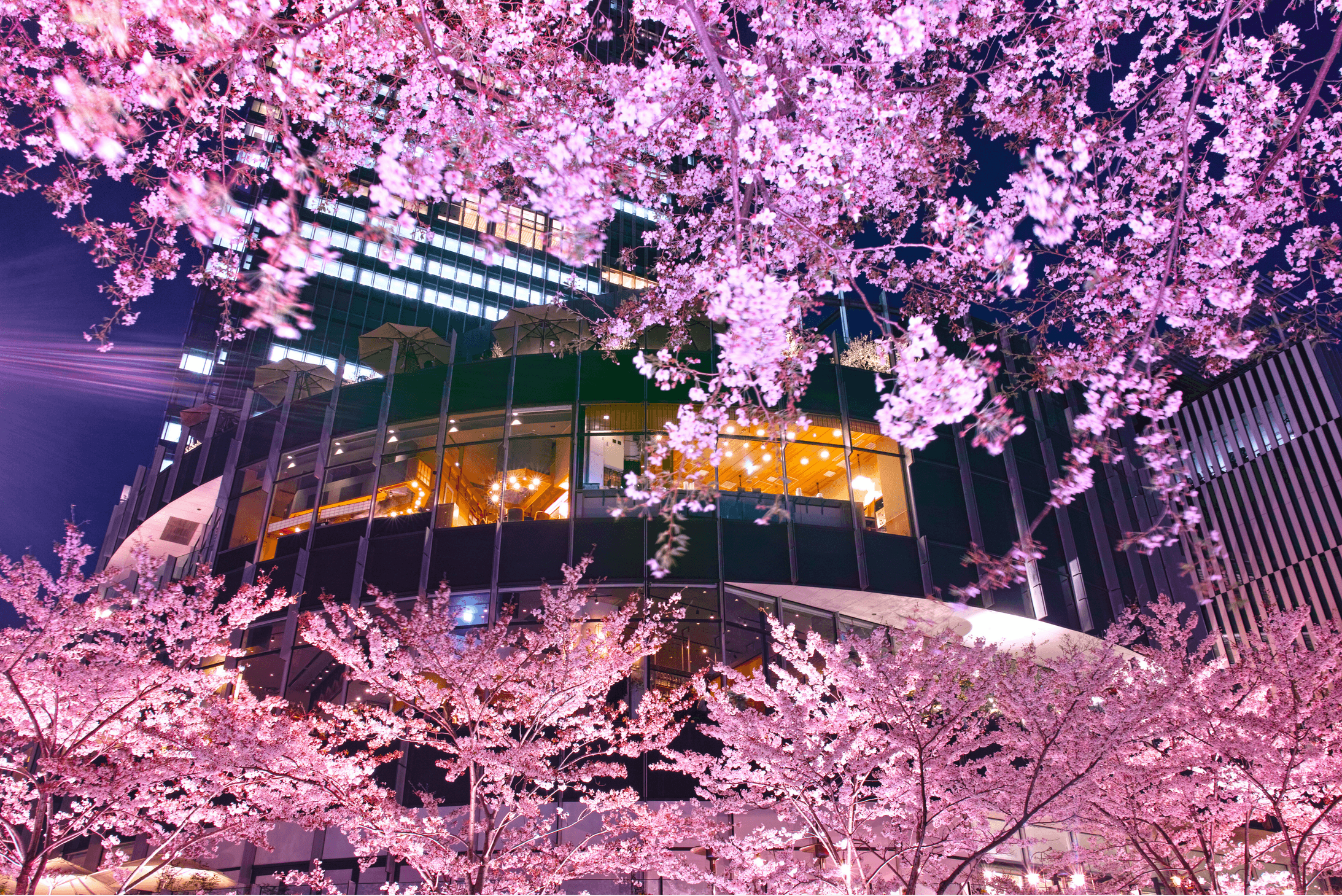 Popular among the wealthy in Roppongi, the trend of high-end restaurants - Eat Pro Japan